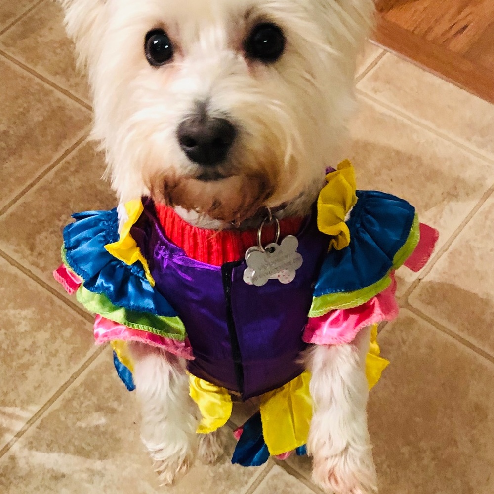 Brazilian bombshell dog costume